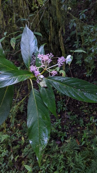 Hydrangea longifolia, photographed by Cheng-Te Hsu