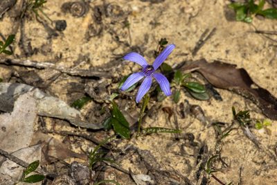 Pheladenia deformis, photographed by T. Hammer