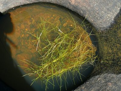 Isolepis striata, photographed by Tony Rebelo