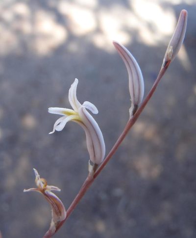 Haworthia outeniquensis, photographed by Nicola van Berkel