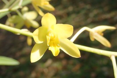 Ansellia africana, photographed by Andrew Deacon