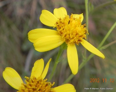Senecio glaberrimus, photographed by Peter Warren