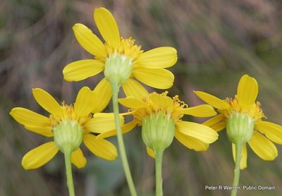 Senecio glaberrimus, photographed by Peter Warren