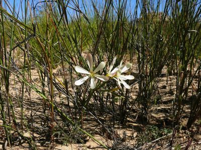 Geissorhiza exscapa, photographed by Tony Rebelo