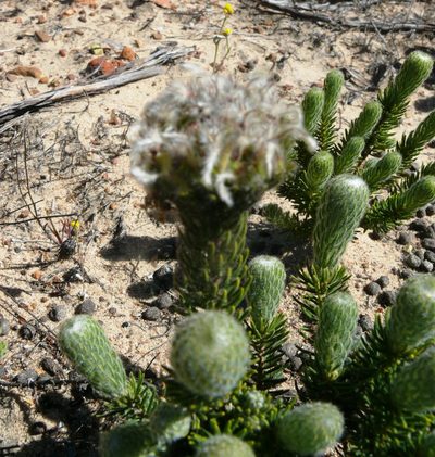 Phylica affinis, photographed by Tony Rebelo