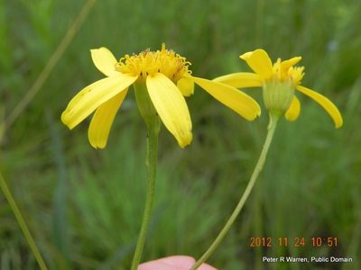 Senecio glaberrimus, photographed by Peter Warren