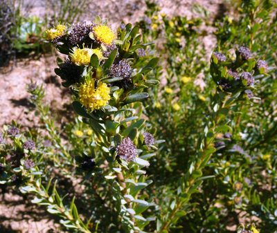 Leucadendron remotum, photographed by Tony Rebelo
