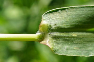 Setaria verticillata, photographed by Patrick Hacker
