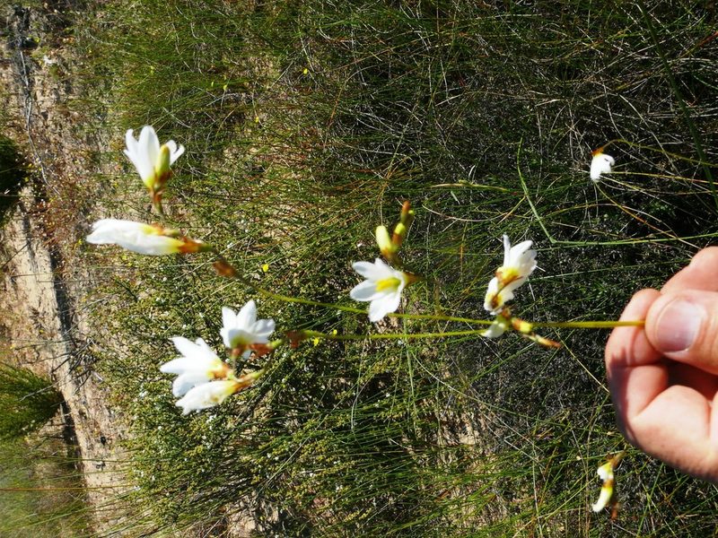 Ixia brunneobractea, photographed by Tony Rebelo