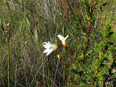 Ixia brunneobractea, photographed by Tony Rebelo