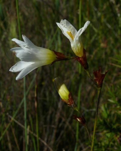 Ixia brunneobractea, photographed by Tony Rebelo