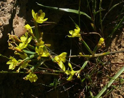 Moraea nana, photographed by Tony Rebelo