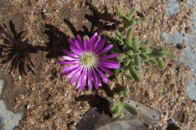 Drosanthemum oculatum, photographed by Tony Rebelo