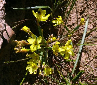 Moraea nana, photographed by Tony Rebelo