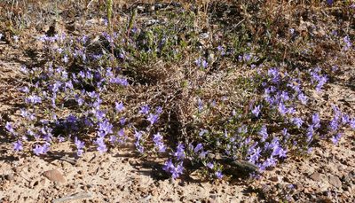 Wahlenbergia oxyphylla, photographed by Tony Rebelo