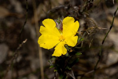 Hibbertia villifera, photographed by T. Hammer