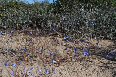 Heliophila arenaria, photographed by Tony Rebelo