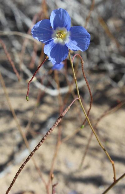 Heliophila arenaria, photographed by Tony Rebelo