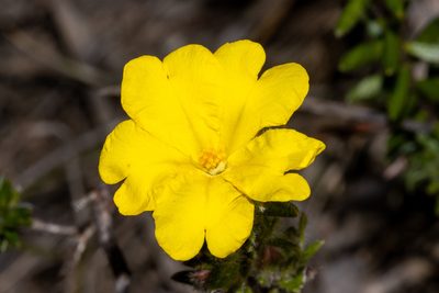 Hibbertia villifera, photographed by T. Hammer
