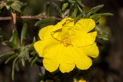 Hibbertia villifera, photographed by T. Hammer