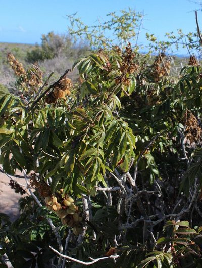 Melianthus elongatus, photographed by Tony Rebelo