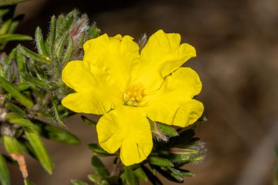 Hibbertia villifera, photographed by T. Hammer