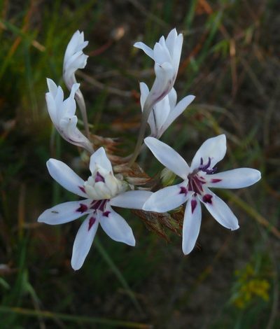 Babiana spathacea, photographed by Tony Rebelo