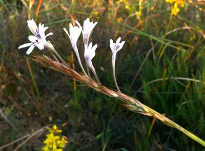 Babiana spathacea, photographed by Tony Rebelo
