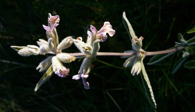 Stachys rugosa, photographed by Tony Rebelo