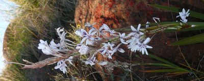 Babiana spathacea, photographed by Tony Rebelo