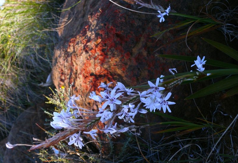 Babiana spathacea, photographed by Tony Rebelo
