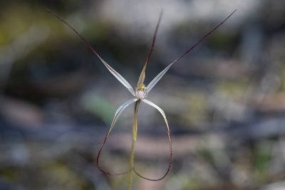Caladenia capillata, photographed by Kym Nicolson
