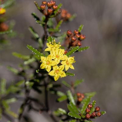 Phebalium bullatum, photographed by Kym Nicolson