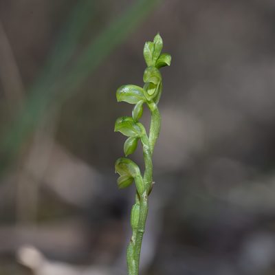 Pterostylis mutica, photographed by Kym Nicolson