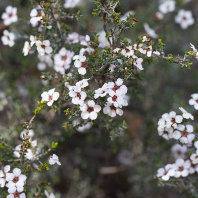 Rinzia orientalis, photographed by Kym Nicolson