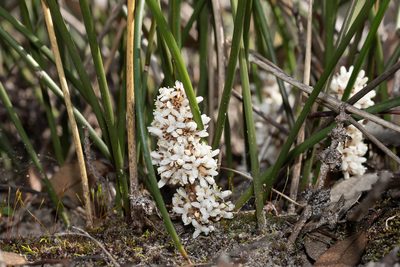 Lomandra juncea, photographed by Kym Nicolson