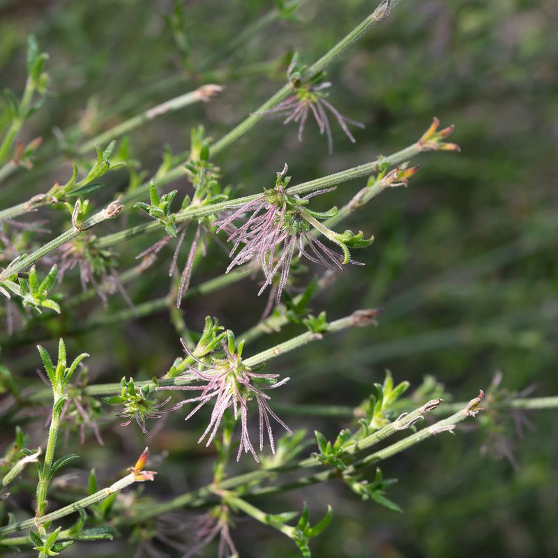 Opercularia turpis, photographed by Kym Nicolson