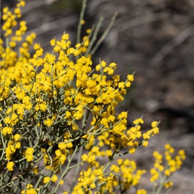 Acacia spinescens, photographed by Kym Nicolson
