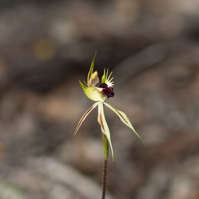 Caladenia stricta, photographed by Kym Nicolson