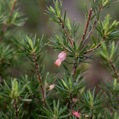 Brachyloma ericoides, photographed by Kym Nicolson