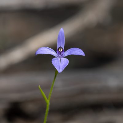 Pheladenia deformis, photographed by Kym Nicolson