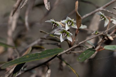 Lasiopetalum behrii, photographed by Kym Nicolson