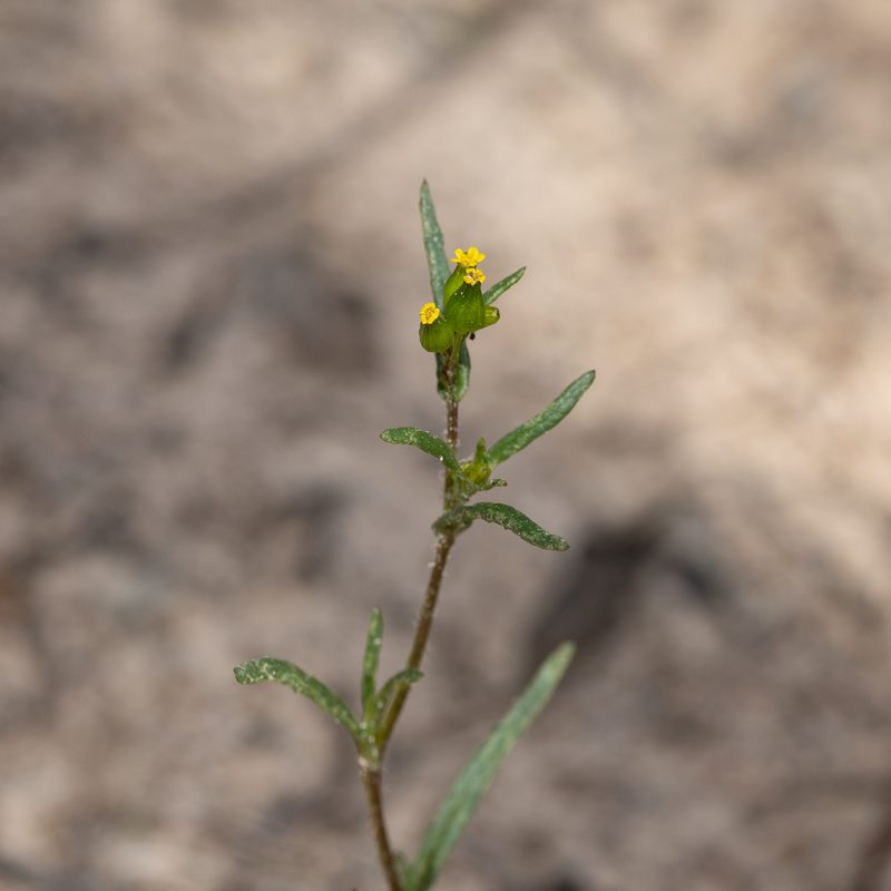Senecio glossanthus, photographed by Kym Nicolson