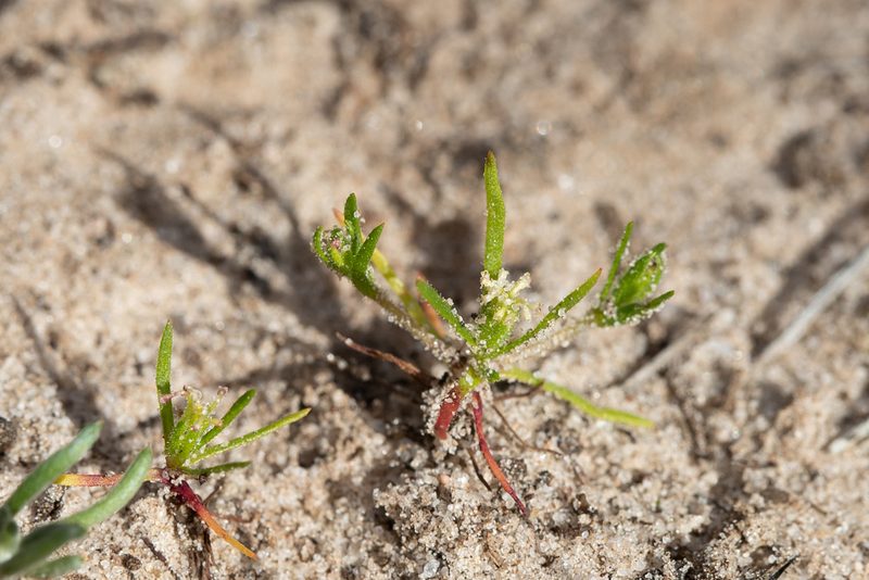 Millotia muelleri, photographed by Kym Nicolson