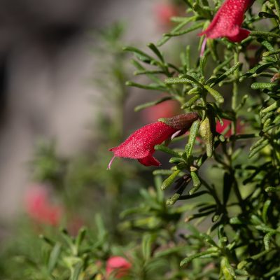 Prostanthera aspalathoides, photographed by Kym Nicolson