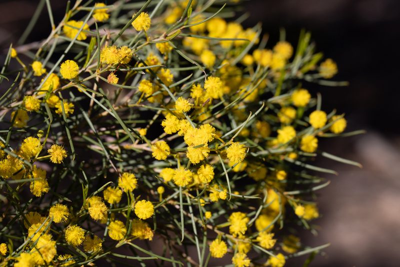 Acacia euthycarpa, photographed by Kym Nicolson