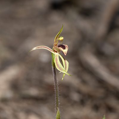 Caladenia cardiochila, photographed by Kym Nicolson