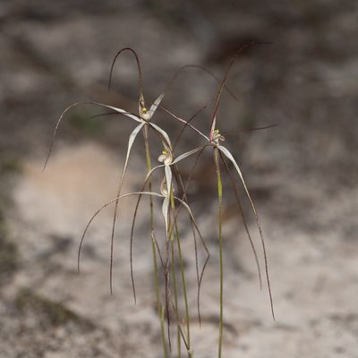 Caladenia capillata, photographed by Kym Nicolson