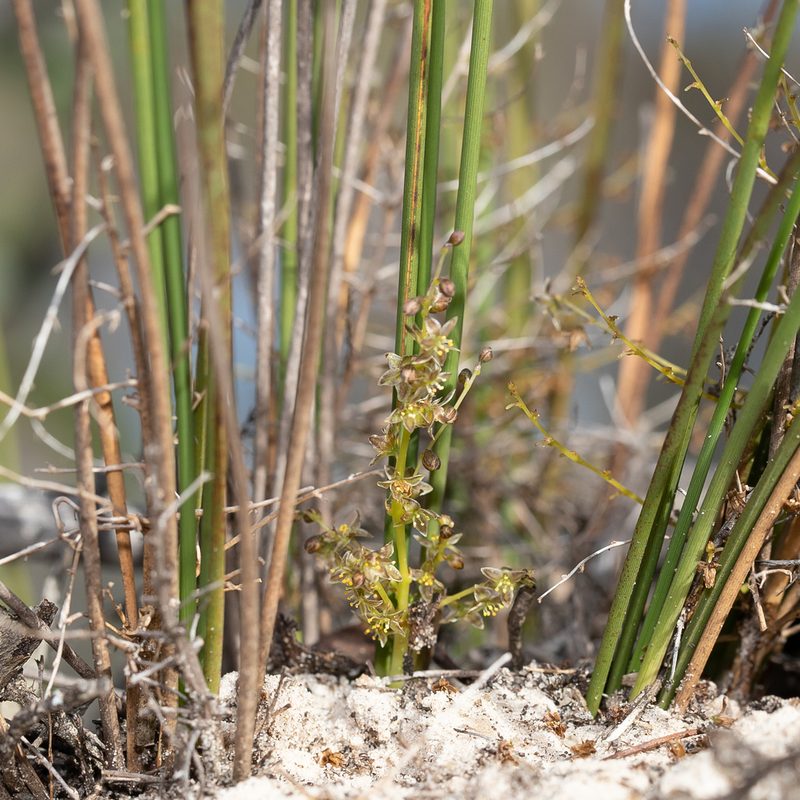 Lomandra micrantha, photographed by Kym Nicolson