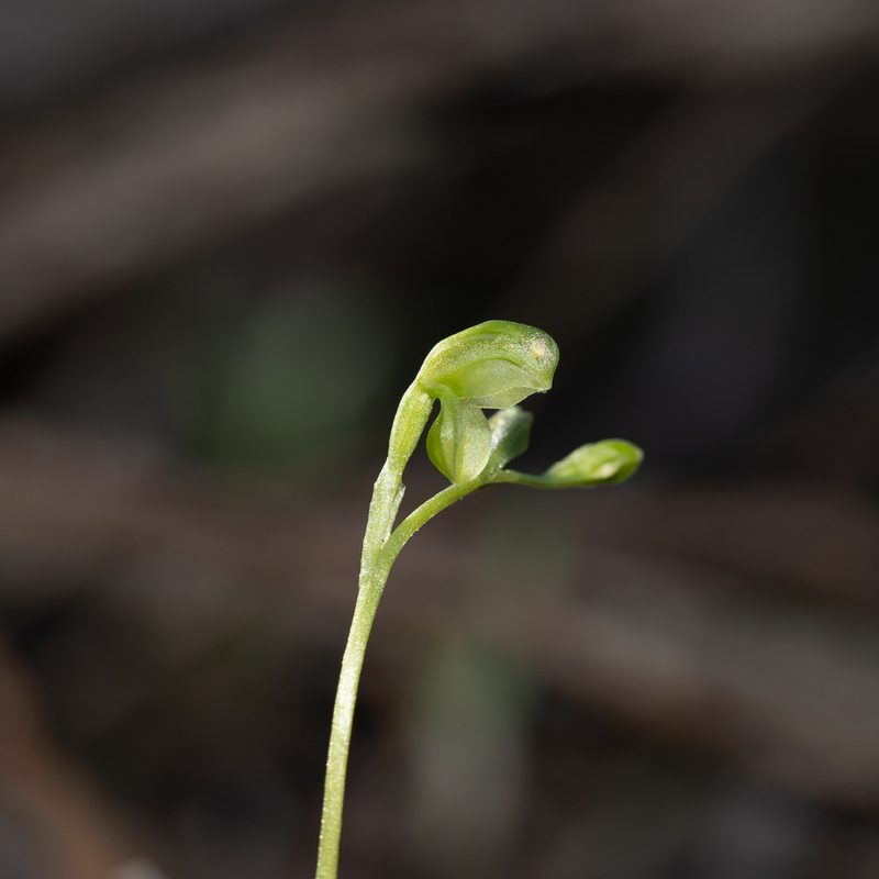 Pterostylis mutica, photographed by Kym Nicolson